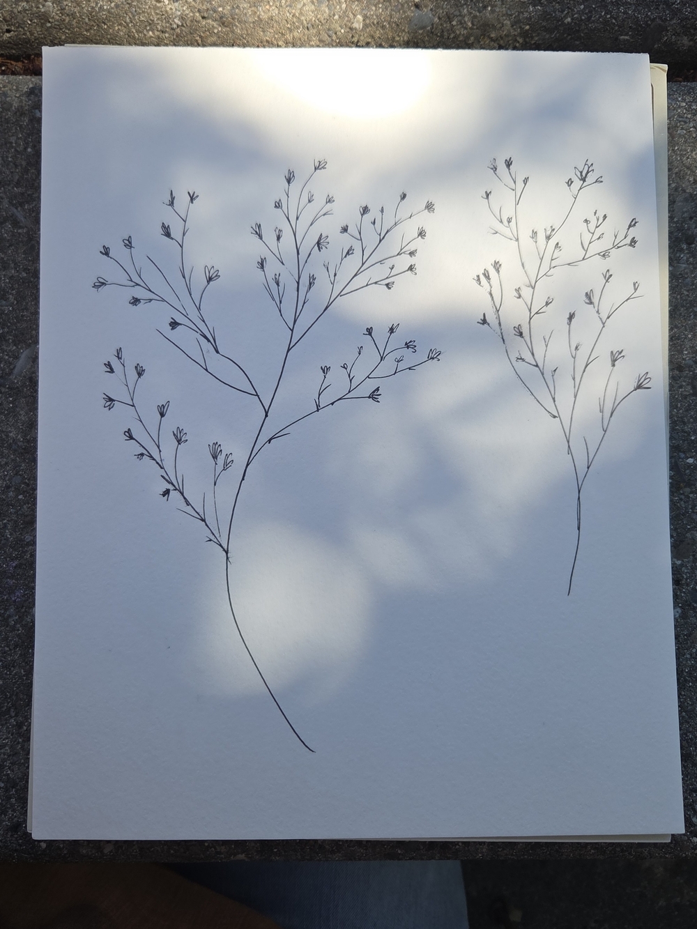 "Autumn Branches" Hand Drawn Modern Farmhouse Cottagecore Homestead Artwork New